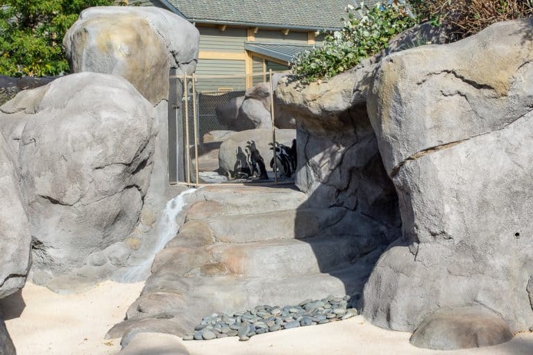 Steps to beach portion of the penguin exhibit at Denver Zoo.